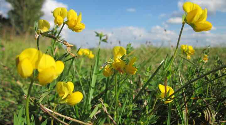 Birdsfoot Trefoil (Lotus corniculatus)