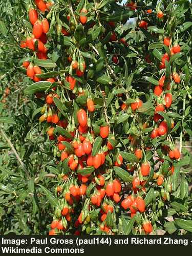 Goji Berry (Lycium barbarum)