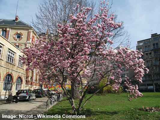 Saucer Magnolia ‘Lilliputian’ (Magnolia soulangeana ‘Lilliputian’)