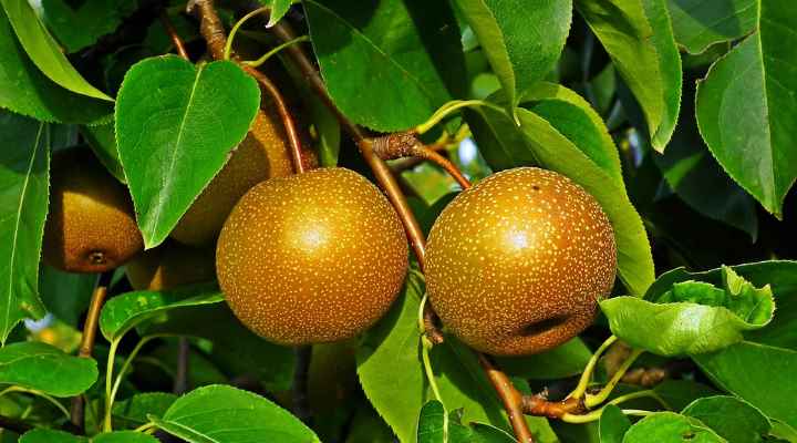 Nashi pear Pyrus pyrifolia