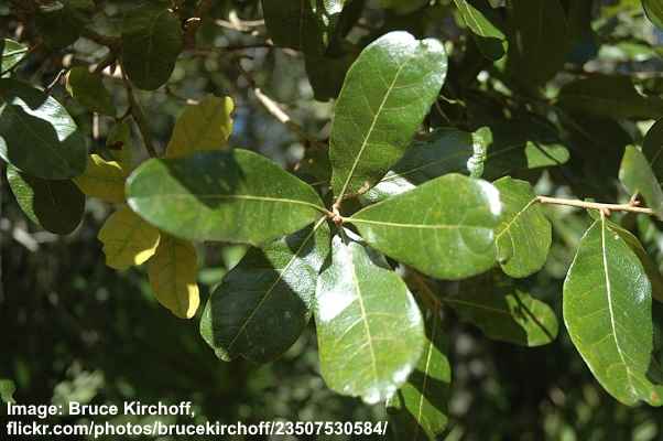 Chapman Oak Tree Leaves (Quercus chapmanii)