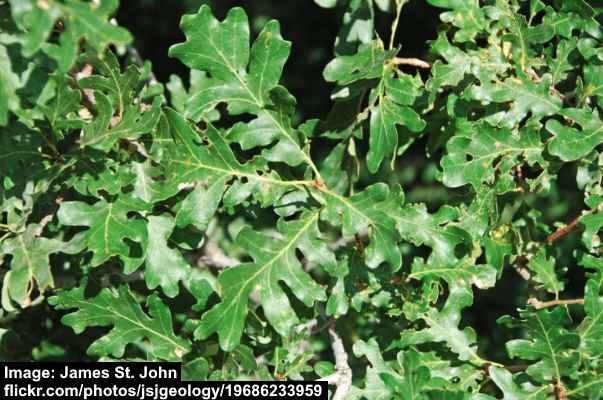 Gambel Oak Tree (Quercus gambelii)