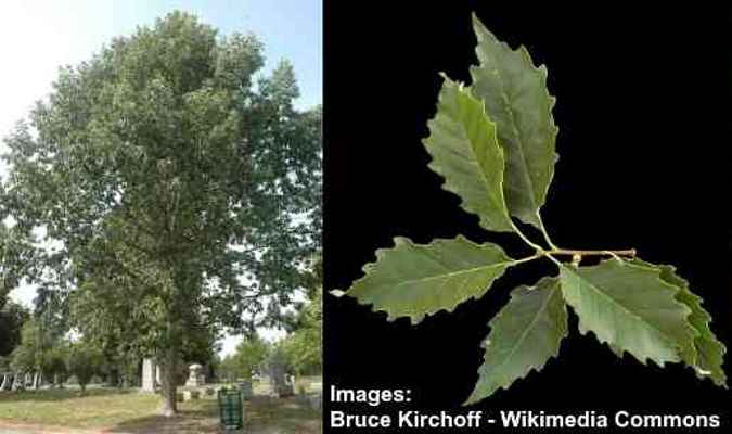 Chinquapin Oak Leaves (Quercus muehlenbergii)