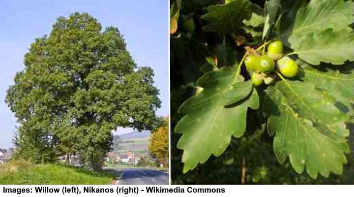 Sessile Oak Leaves (Quercus petraea)