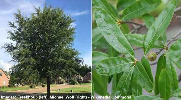 Willow Oak Leaves (Quercus phellos)