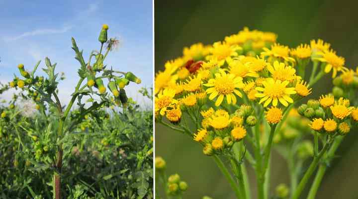 Common Groundsel (Senecio vulgaris)