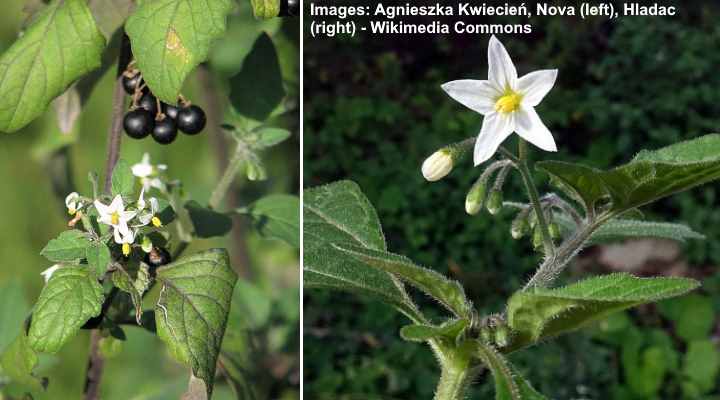 Black Nightshade (Solanum nigrum)