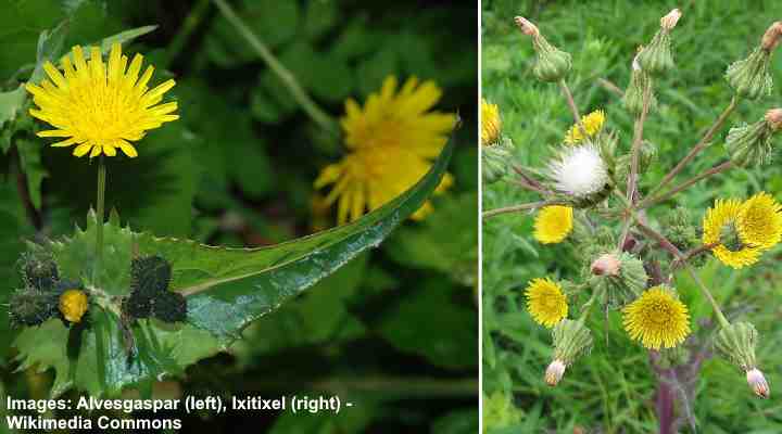 Common Sowthistle (Sonchus oleraceus)
