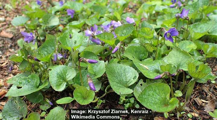 Types Of Purple Weeds In Grass Identification Guide With Pictures