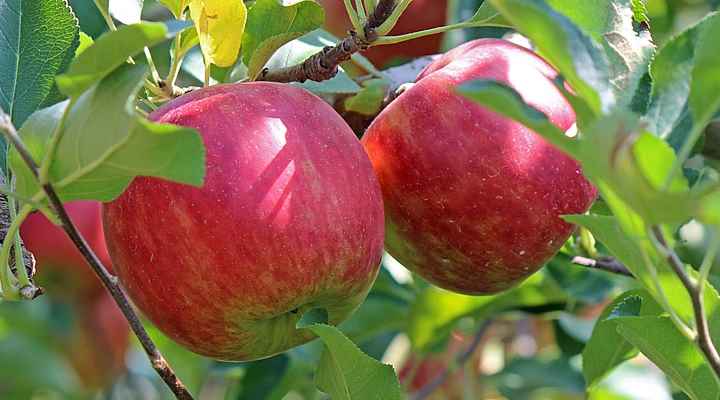 Apple Tree (Malus domestica)