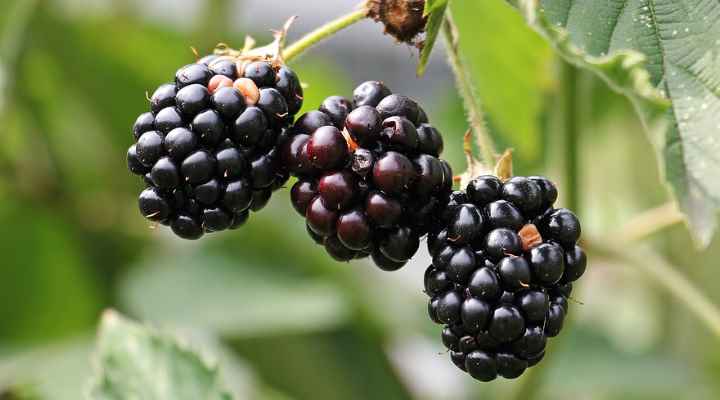 Blackberry (Rubus subg. Rubus)