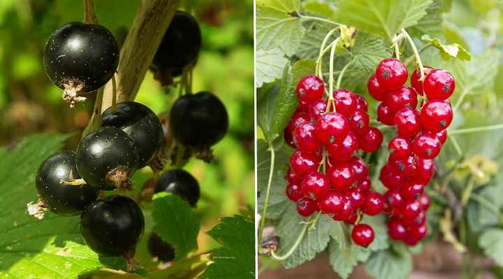 Currants (Ribes)