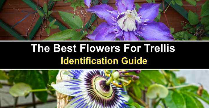 The Best Flowers For Trellis - Identification Guide