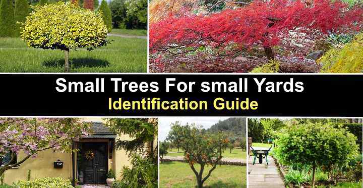 Small Trees For Small Yards With Pictures — Identification Guide