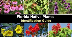 The Best 77 Florida Native Plants: Flowers, Trees, and Shrubs