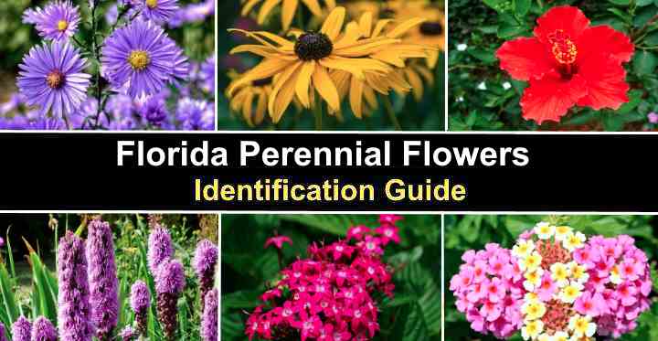 Florida Perennial Flowers - Identification Guide