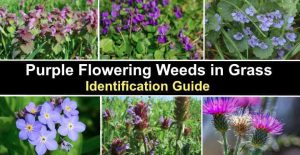 Types of Purple Weeds in Grass: Identification Guide with Pictures