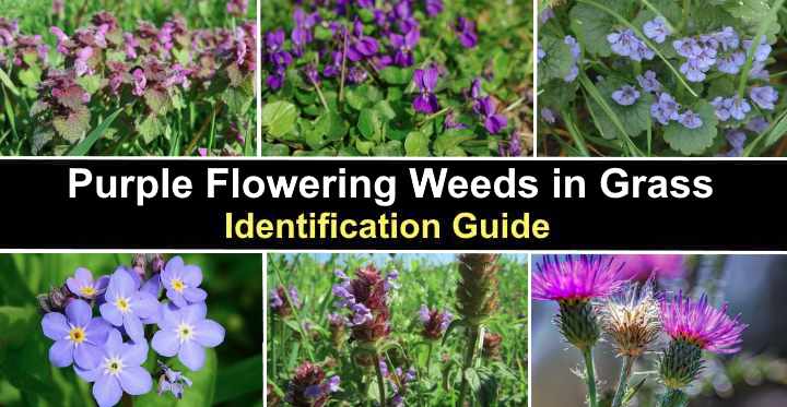 Types Of Purple Weeds In Grass: Identification Guide With Pictures ...