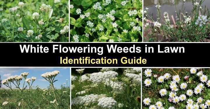 Tall Weeds With White Flowers