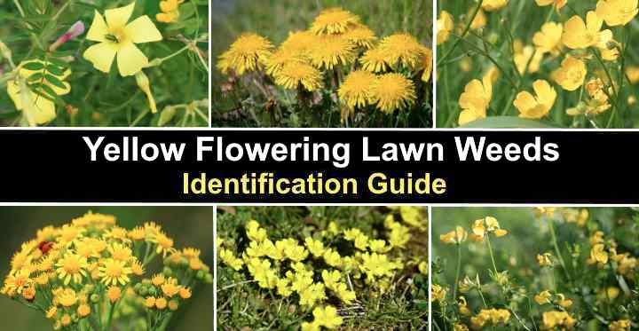 how to get rid of yellow flower weeds