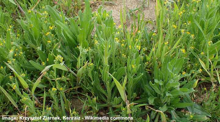 Stickers in Grass: How to Get Rid of Lawn Burweed (With Pictures)