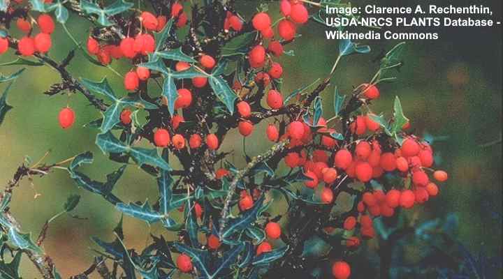 Agarita (Mahonia trifoliolata)