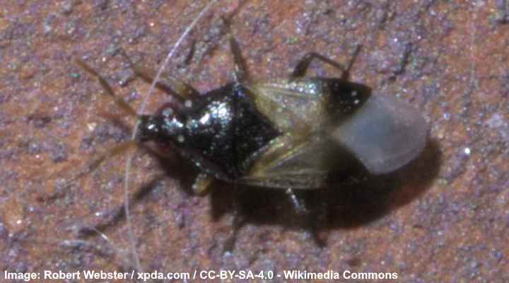 types-of-black-bugs-with-pictures-identification-guide