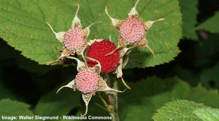 Thimbleberry (Rubus parviflorus)