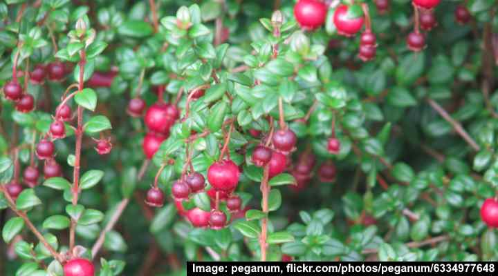 Chilean Guava Berry (Ugni molinae)