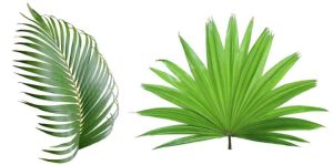 Types of Palm Fronds: Identification Guide With Pictures