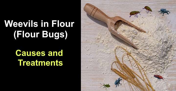 Weevils In Flour Flour Bugs Causes And Treatments   Post2074 