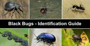 Types of Black Bugs (With Pictures) - Identification Guide