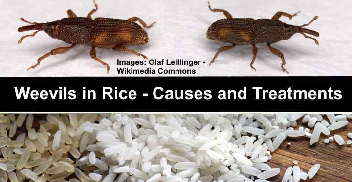 Weevils In Rice (Rice Bugs): Causes And Treatments, 59% OFF