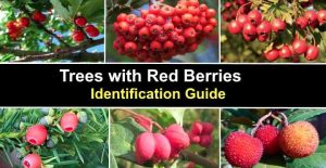 23 Trees With Red Berries: Identification Guide (With Pictures)