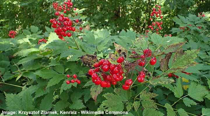 Red Baneberry (Actaea rubra)