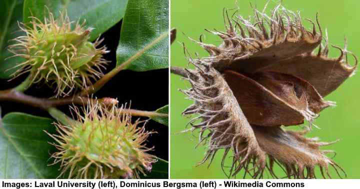 Trees With Spiky Seed Balls With Pictures Identification Guide