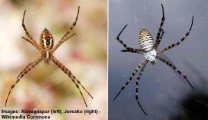 Garden Spiders: Black and Yellow Spider, Brown and More (Pictures)