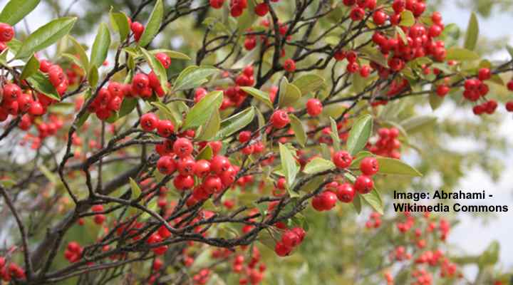 Red Chokeberry (Aronia arbutifolia)