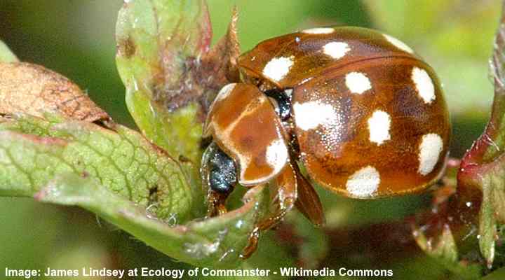 20+ Brown Ladybugs Identification Made Easy (Pictures Included)