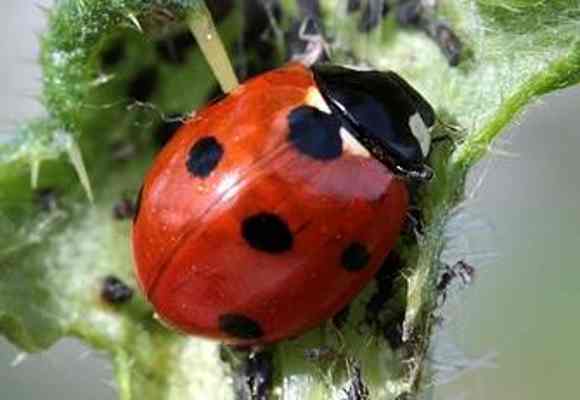 Ladybug Life Cycle: Eggs, Larvae, Pupae, Adult (With Pictures ...