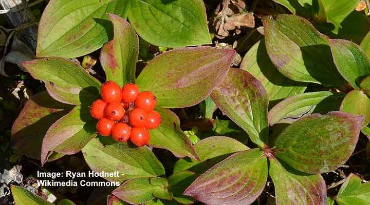 Bunchberry (Cornus canadensis)