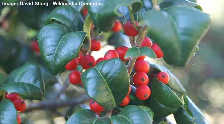 American Holly (Ilex opaca)