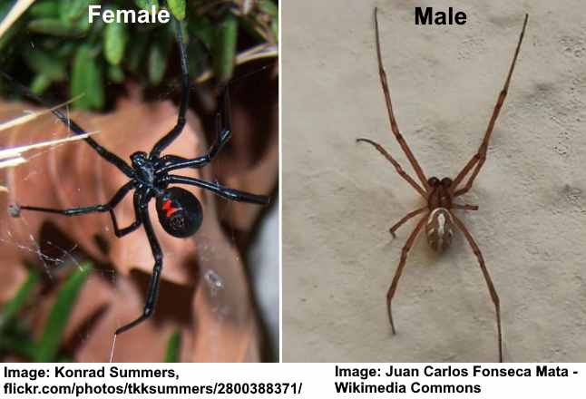 Velvet Spider Facts, Identifications, & Pictures in 2023  Spider fact, Spider  species, Spider identification chart