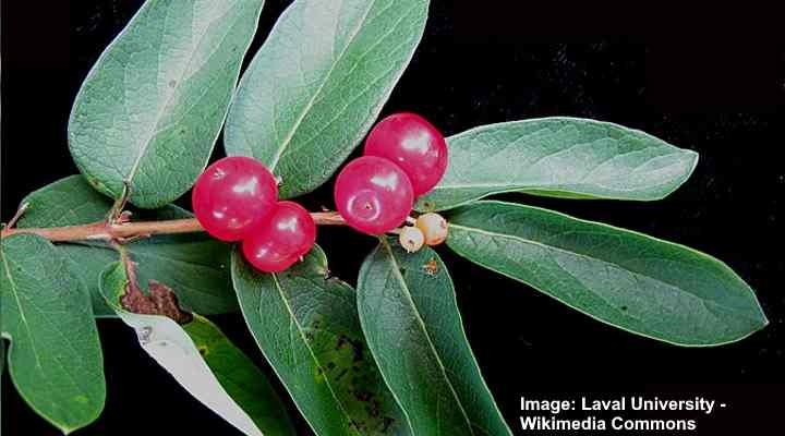 Bush Honeysuckle (Lonicera tatarica)