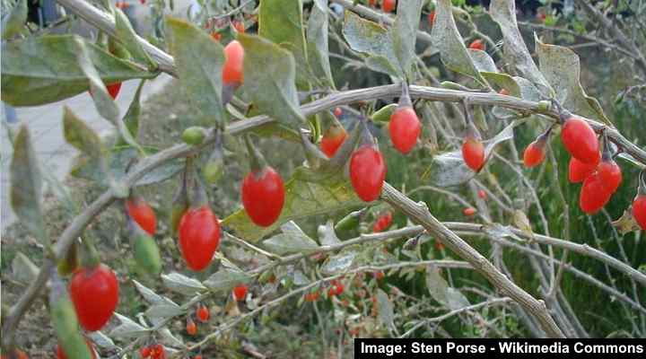 Goji Berry (Lycium barbarum or Lycium chinense)