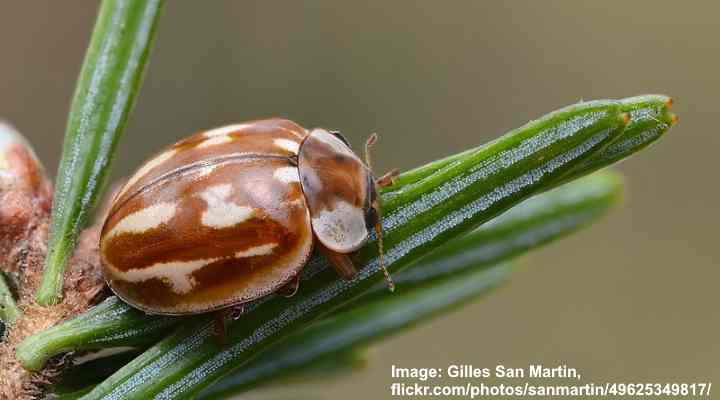 20+ Brown Ladybugs Identification Made Easy (Pictures Included)