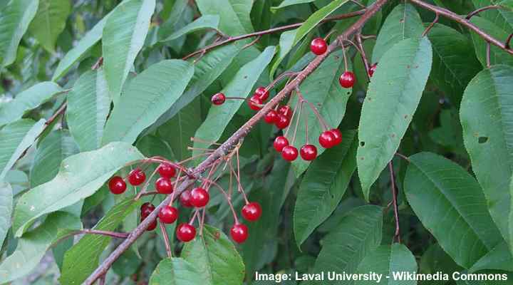 Pin Cherry (Prunus pensylvanica)