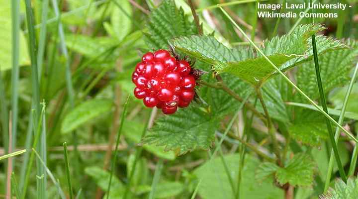 Salmonberry (Rubus spectabilis)