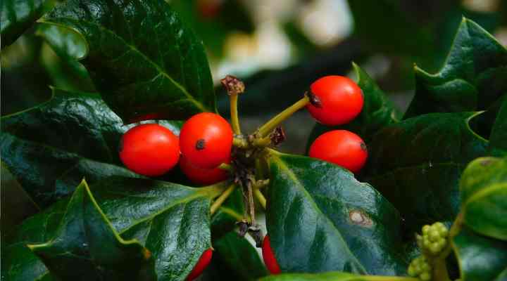 Butcher’s Broom (Ruscus aculeatus)