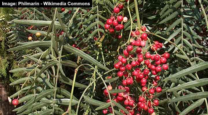 Peruvian Peppertree (Schinus molle)